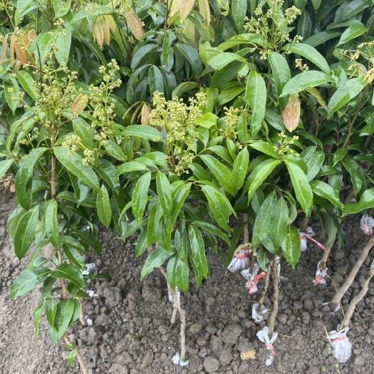 容县桂味荔枝苗  荔枝苗 桂味荔枝 妃子笑荔枝