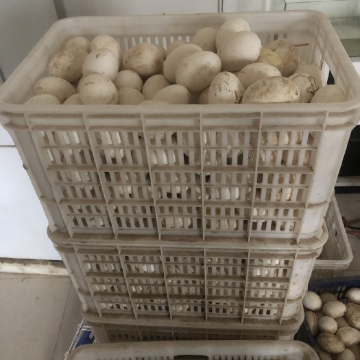 郓城县鹅种蛋 