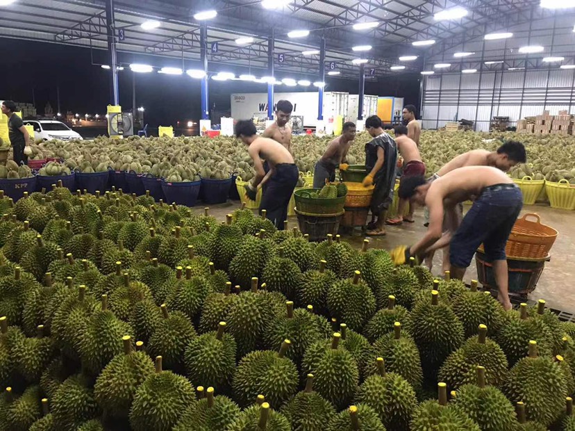 金枕榴莲 泰国金枕直发，货品保障