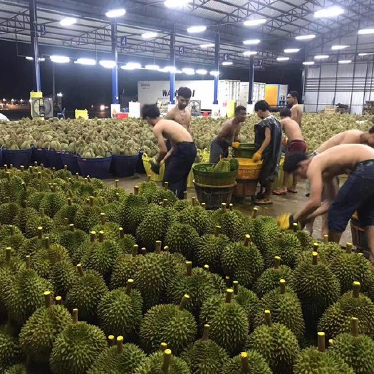昆明金枕榴莲 泰国金枕直发，货品保障