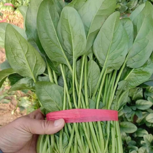寿光市优质大棚菠菜