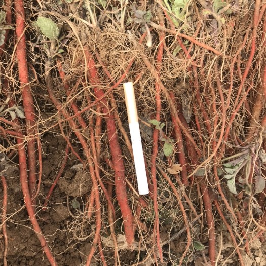 齐河县紫花丹参 出售优质丹参苗，新地培育，无病虫害