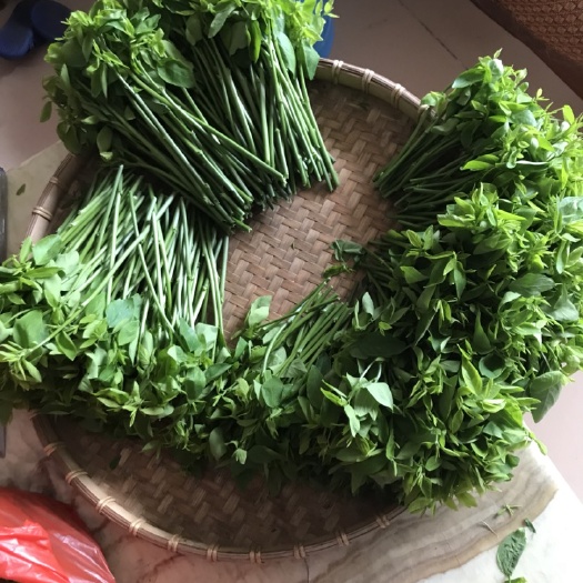 钦州树仔菜
