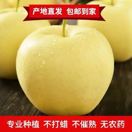 莱州市【粉面香甜】黄元帅苹果水果黄香蕉平果奶油金帅金冠萍果新鲜采