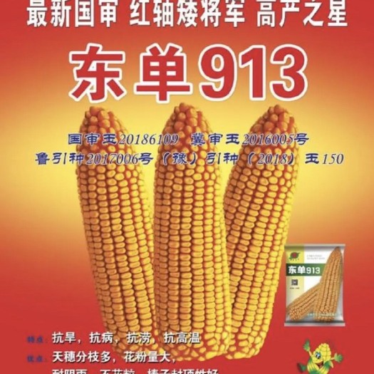 聊城玉米种子 国审东单913穗位85公分，马牙粒，胶质硬质高产玉米种