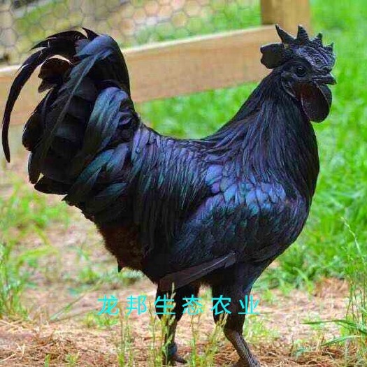 衡阳基地直销正宗五黑鸡苗五黑脱温鸡苗质量保证