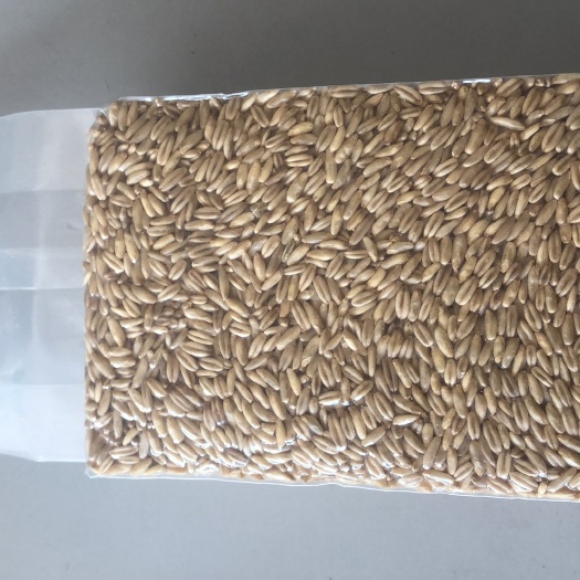 北京高粱米 真空包装 每袋500g