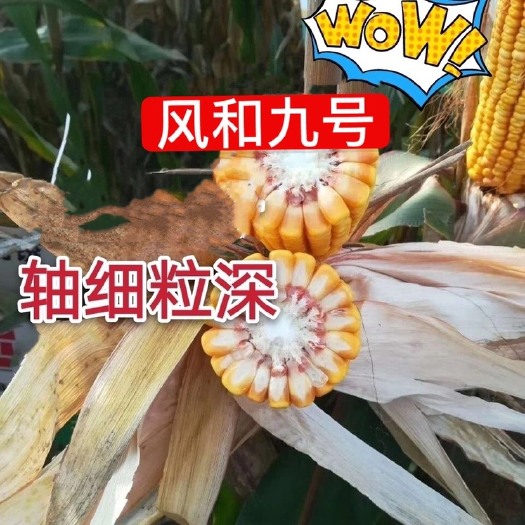 聊城玉米种子  风和九号2600斤干粒高产量高抗高产，抗逆性强