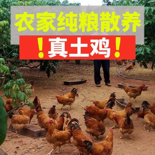 濮阳县 土鸡【山东大公鸡】现杀农村纯粮散养新鲜宰杀公鸡柴鸡国产整鸡