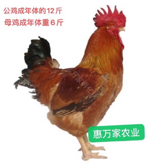 南宁快大良凤花鸡苗 快大鸡苗 厂家直销 全国运输
