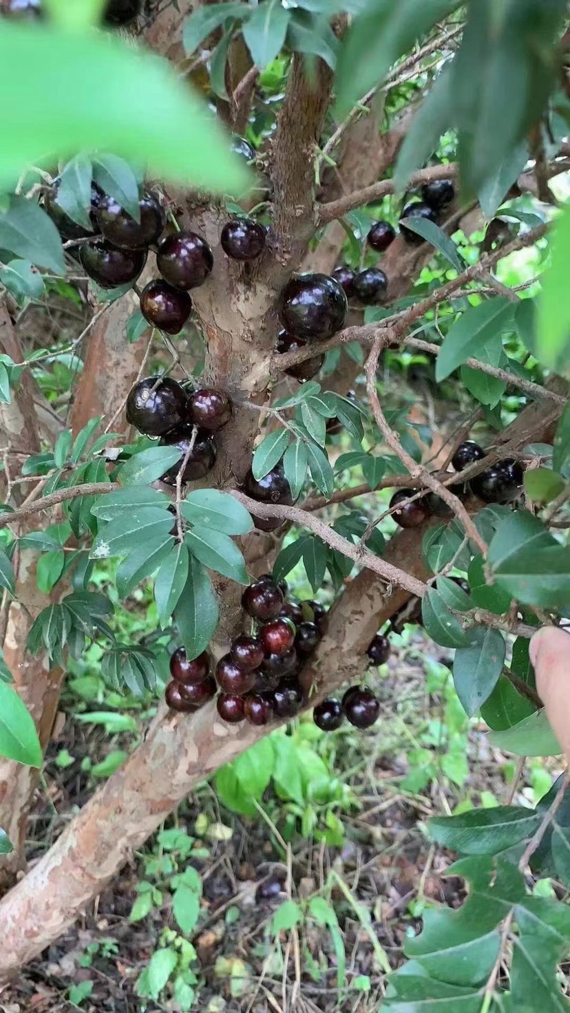 沙巴品种树葡萄漳州原产地电商一件代发，长期供货皮薄肉嫩又甜