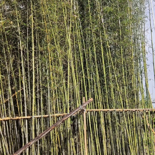 刚竹