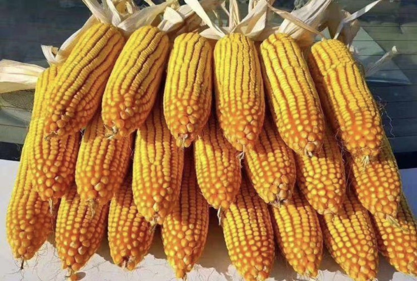 鸿翔518玉米品种简介图片