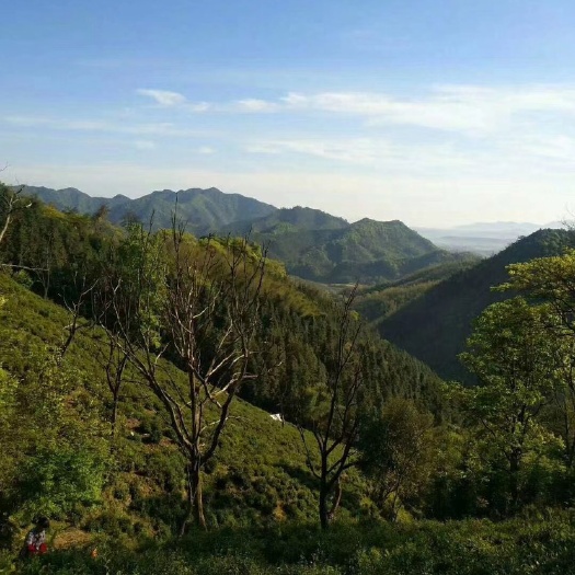 泾县明前茶叶，高山云雾茶，绿茶，纯手工采制