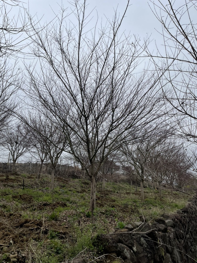 小叶鸡爪槭  出圃鸡爪槭