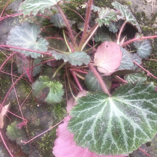 峨眉山市虎耳草，大量鲜货出售
