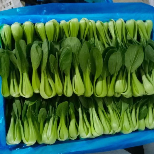 曹县上海青
