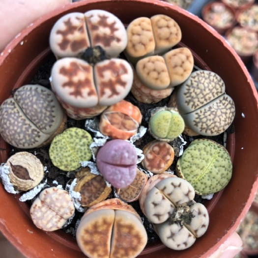 青州市生石花 