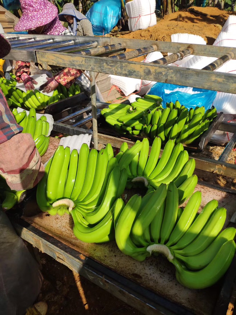【推荐】云南香蕉 云南基地香蕉 提供香蕉条龙服务
