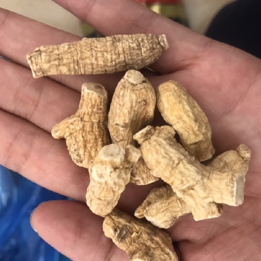 文山市 精选正品6年西洋参粒头正宗西洋参粉长白山