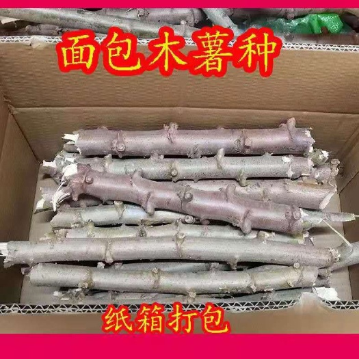 灵山县木薯种苗 面包木薯 黄肉木薯苗南北方种植易存活种植简单