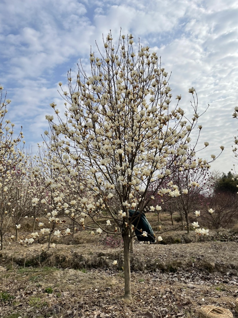 紫玉兰  出圃自家各种规格大小种类玉兰