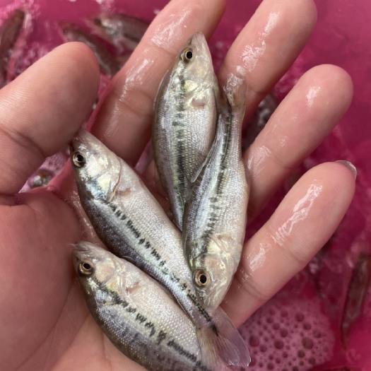 加州鲈鱼，淡水鲈鱼可以视频看货，场地直销线上保障交易