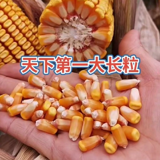 风和九号双棒马牙夏播高产玉米种子高产抗倒伏虫不吃万育6608