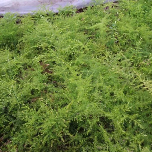 单县处理一批二年生文竹裸根苗一千棵起批量大优惠