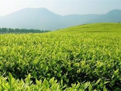 新白茶 溧阳天目湖白茶黄茶