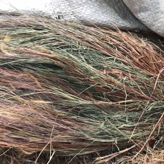 玉林金丝草