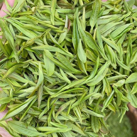 祁门县 绿茶