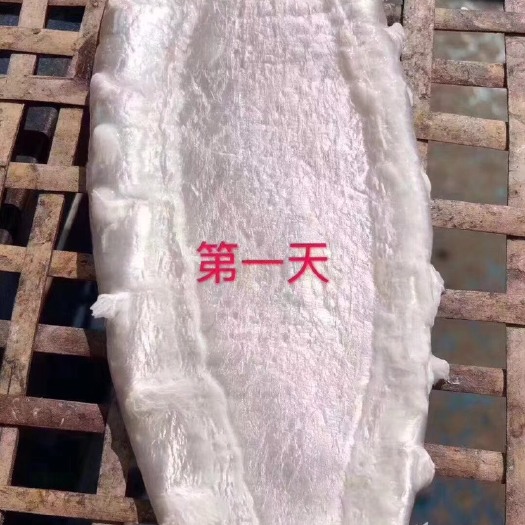 南澳县 南澳本地赤嘴鳘鱼胶