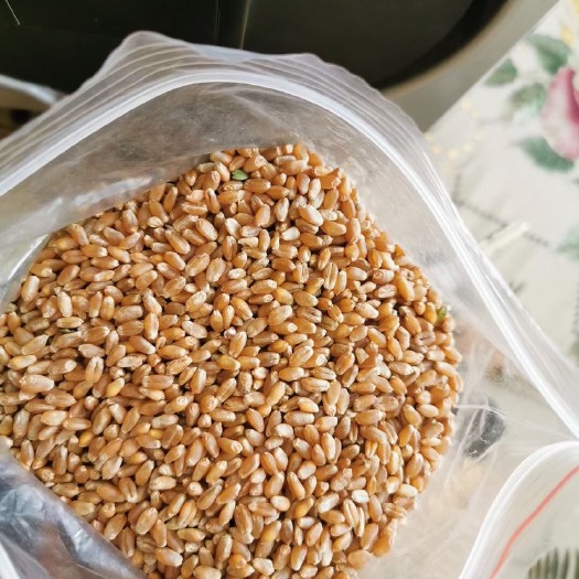牙克石市小麦 龙麦35，种子。商品