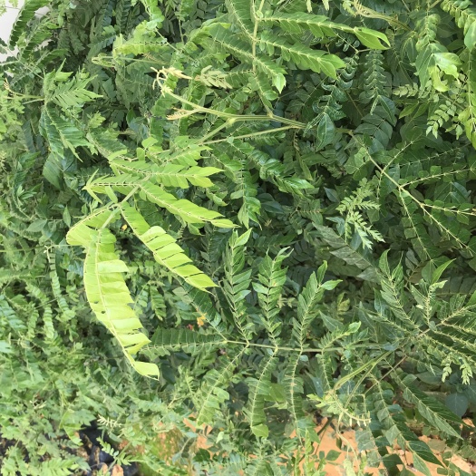 博罗县大量猴耳环种苗批发