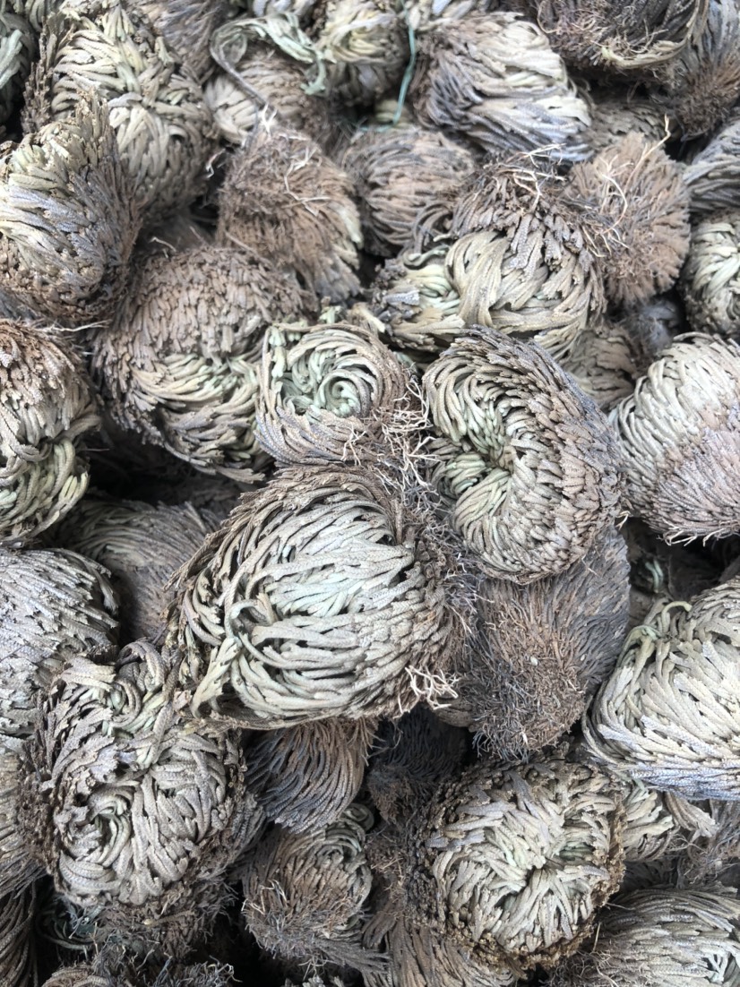  卷柏，九死还魂草  石柏  崖柏草