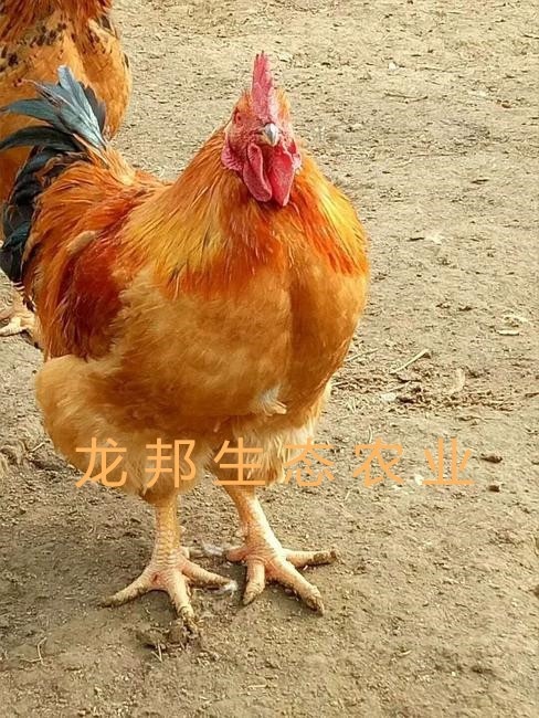 衡阳K9鸡苗快长速鸡苗麻黄K9/882灰羽K9，901、902鸡