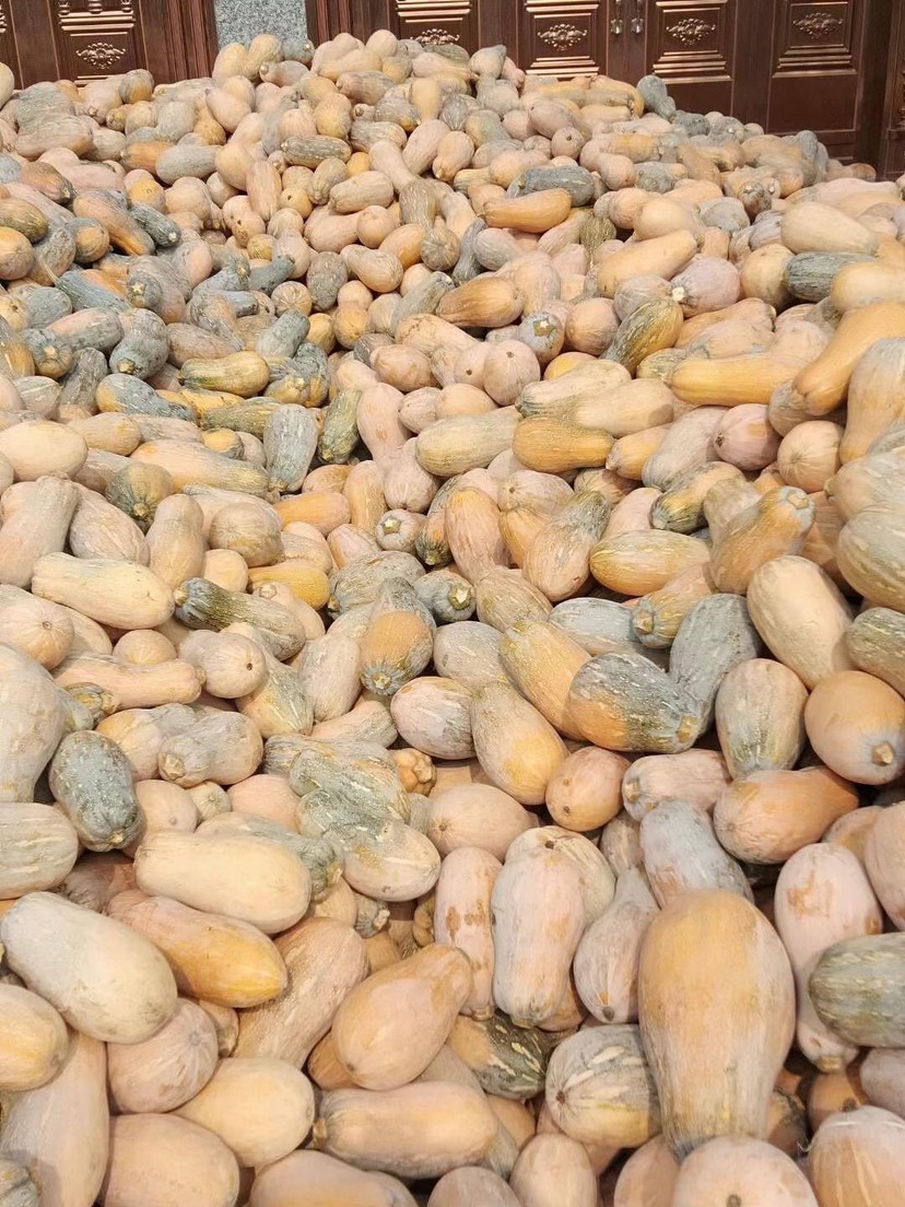 蜜本南瓜  工厂、食堂精品小瓜，物美价廉，产地直供，诚信第一，质量求生存