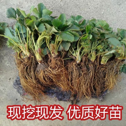 沭阳县四季草莓苗盆栽带土带花带果南方露天种植食用奶油红颜大棚栽秧苗