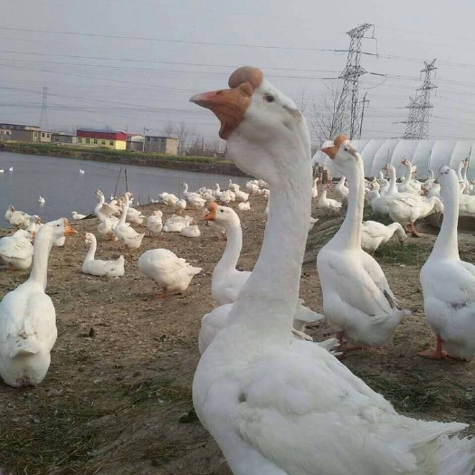 肥东县白鹅 三花鹅