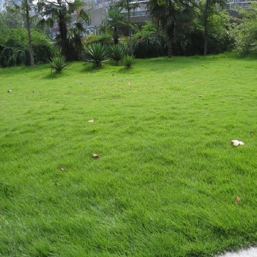 浏阳市马尼拉草皮 马尼拉草坪