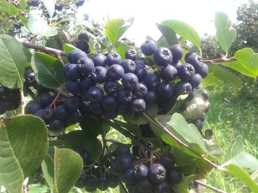 黑果花楸苗 不老莓 櫻莓 黑果花楸3-4-5年樹苗