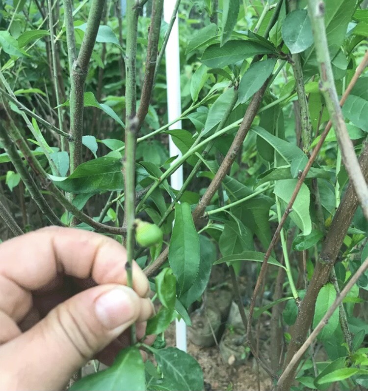 水蜜桃苗  桃樹(shù)苗 紅葉壽桃苗 鷹嘴桃果樹(shù)苗 水蜜桃