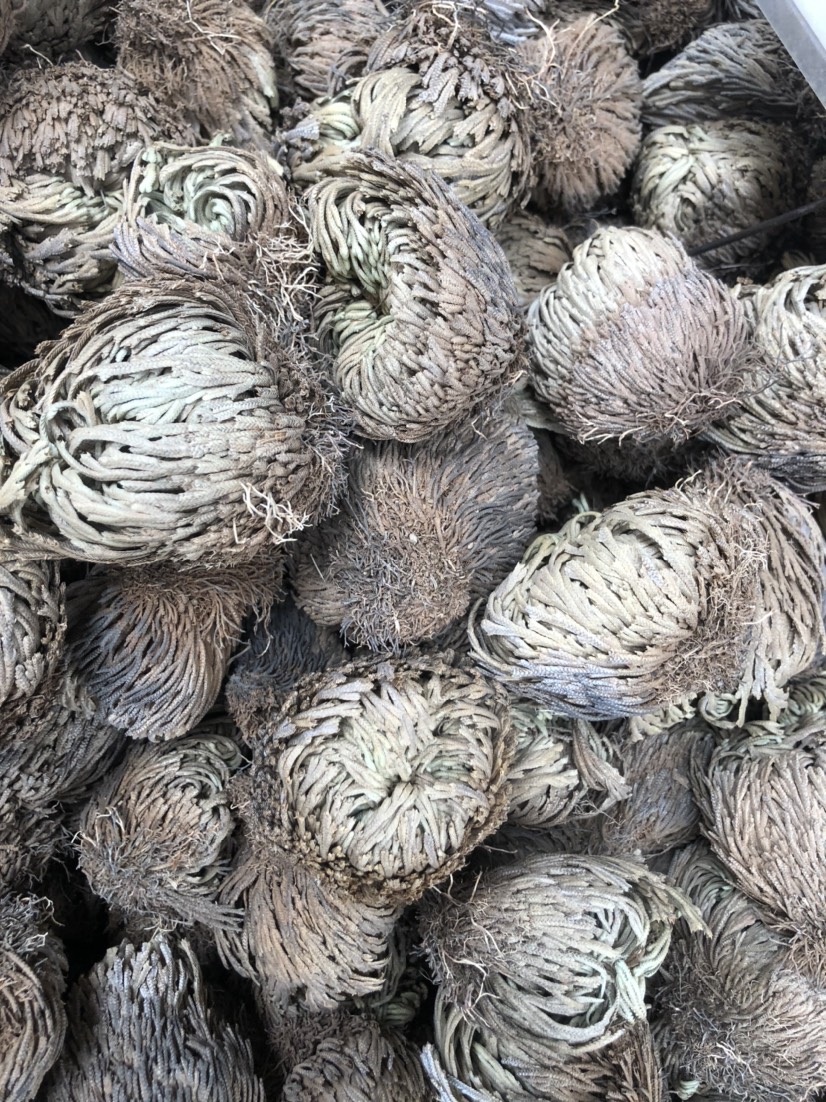  卷柏，九死还魂草  石柏  崖柏草