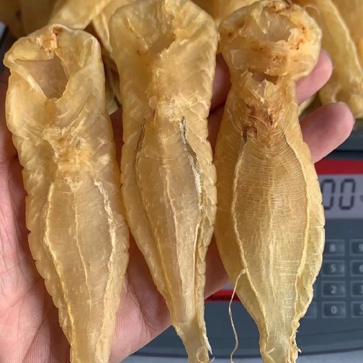 南澳县鱼胶  50头白花胶