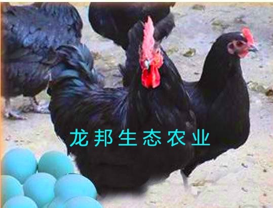 衡阳黑鸡苗  黑羽高产 绿壳蛋鸡苗 厂家直销量大从优质量保证包技术指导帮销