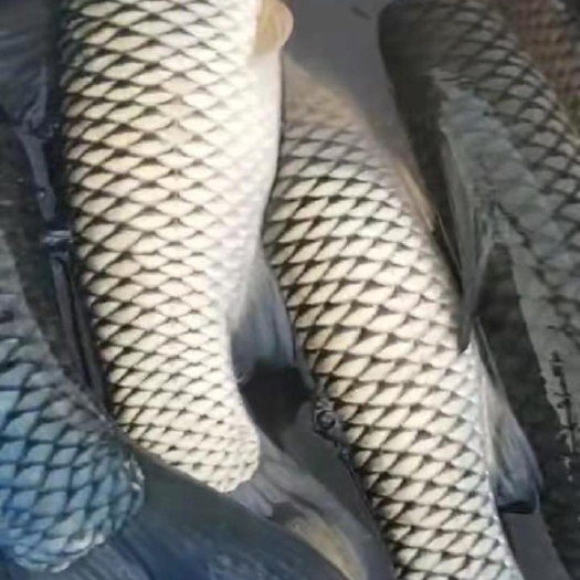 澧县 草鱼