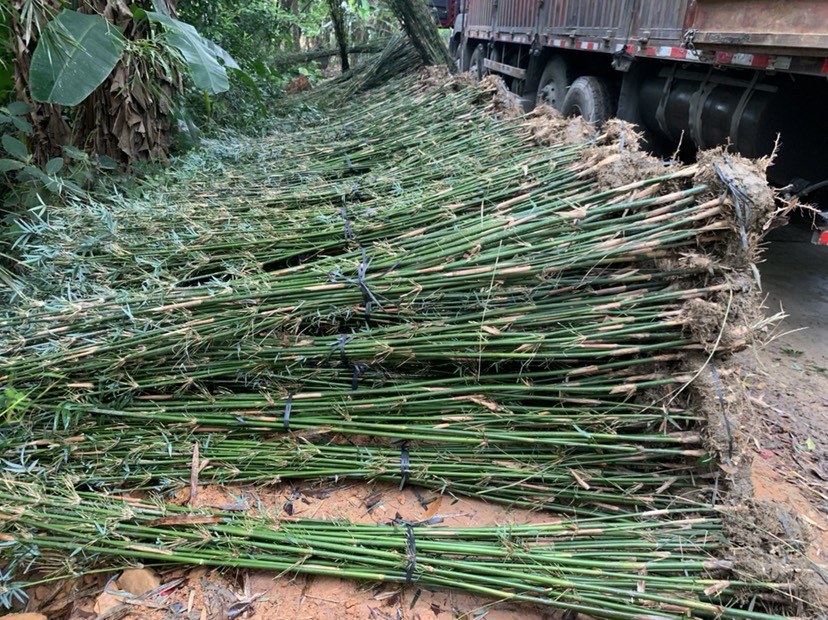 小琴丝竹  琴丝竹，佛肚竹，小青竹大量地苗！