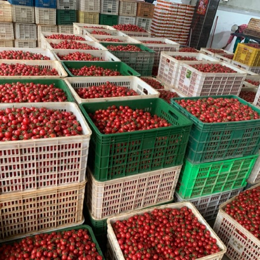 定安县圣女果，每天能出几万斤，请有实力的收购商洽谈
