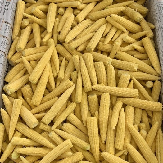 漳州 精品玉米笋
